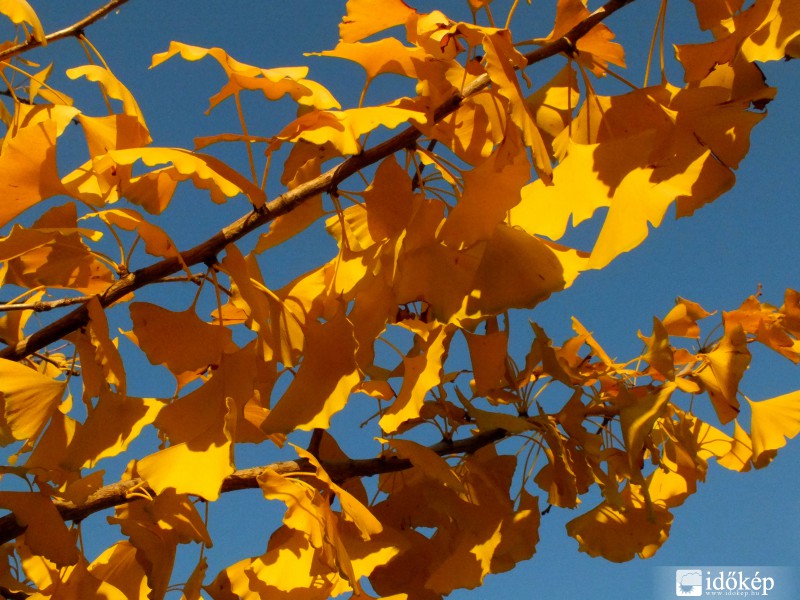 Mint megannyi pillangó