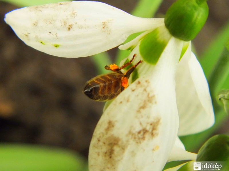 Akármilyen sáros...