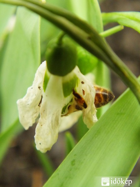 .. és akármilyen hervadt,