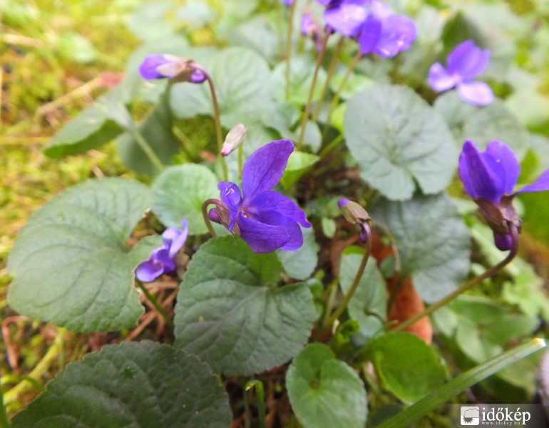 Már vannak, nyílnak, illatoznak