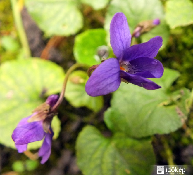 Illatos ibolyavirág