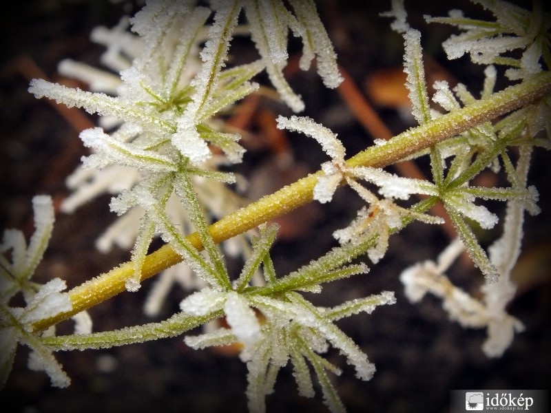 Kristályaszparágusz