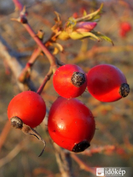 Decemberi csipkebogyó rózsabimbóval