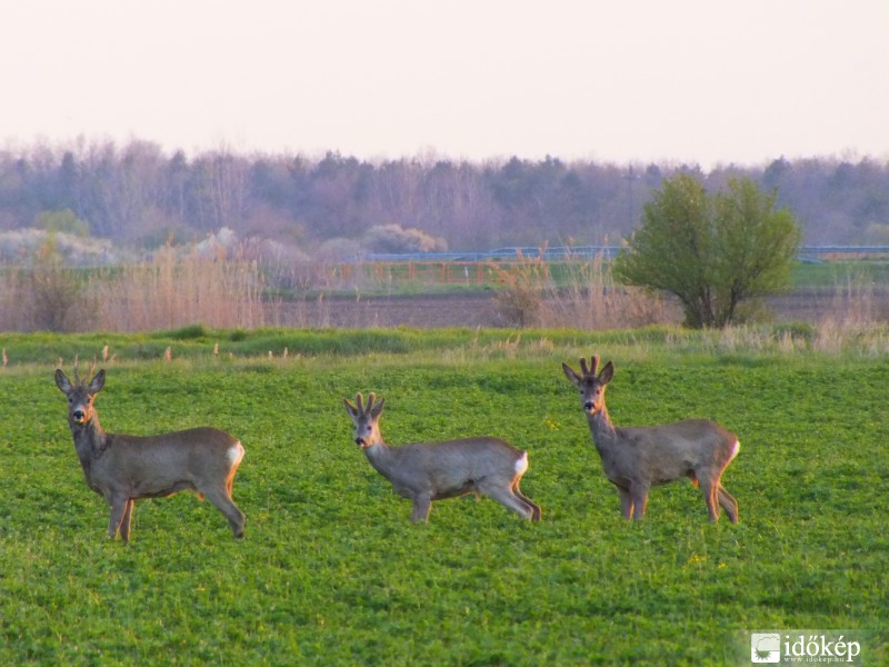 A fotós pásztázása