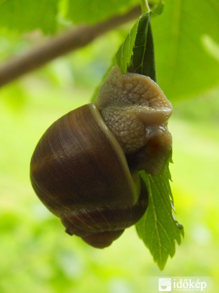 Csigusz Relaxus