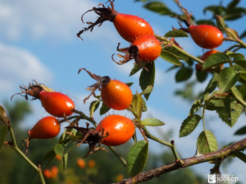 A tökéletes önvédelem 1.