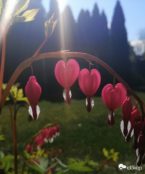 A varàzslatos szívviràg: )