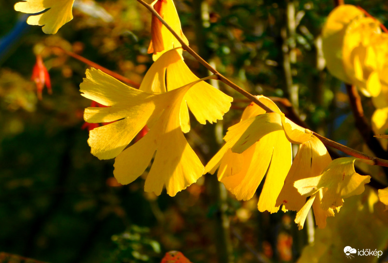 Ginkgo