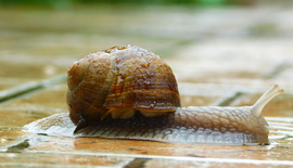 esőcskében