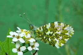 lica fotója