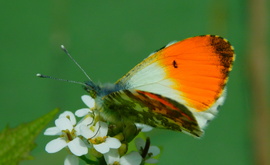 lica fotója