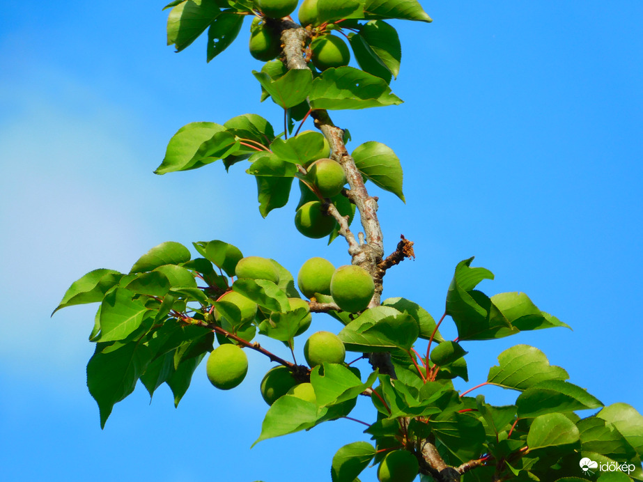növésben a kajszik