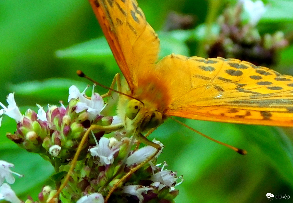 mi van, bandzsa vagyok ?