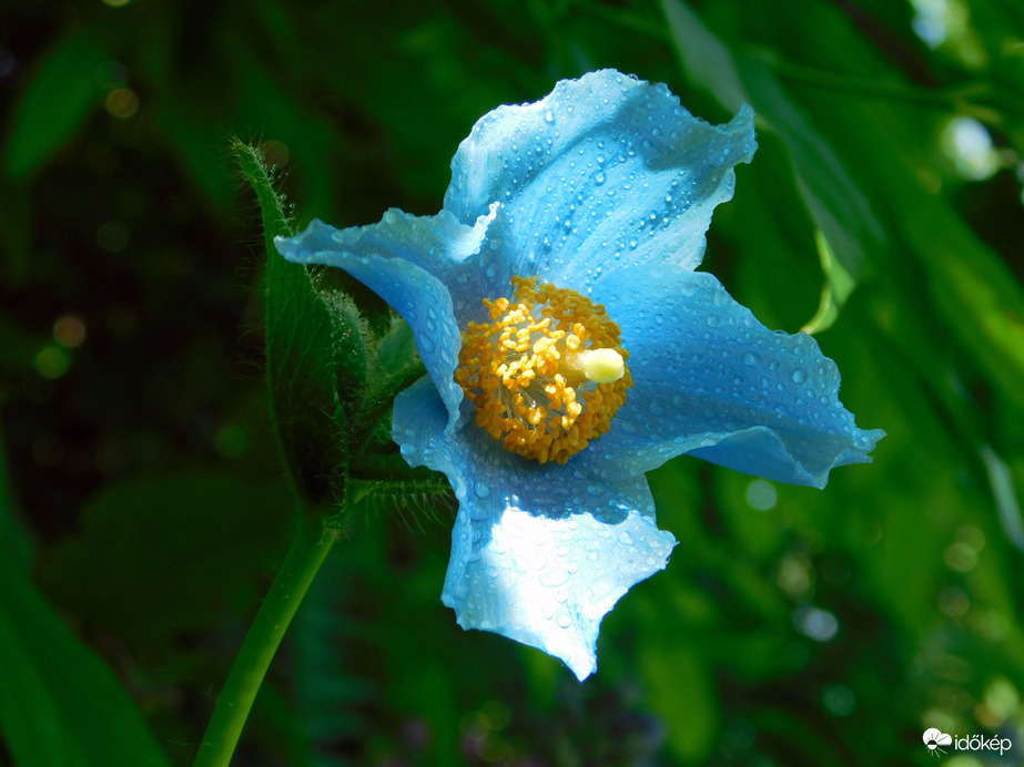 kék mák vagy kék pipacs