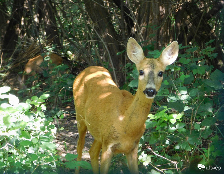 hoppá, te is itt ?  :)