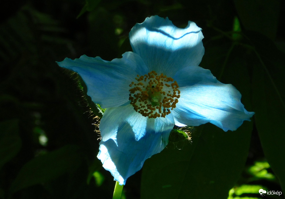 árnyjáték szélben