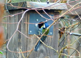 már a fészkelésen jár az eszük