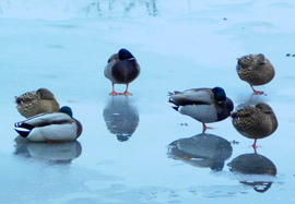 bekómáltak a  kacsák