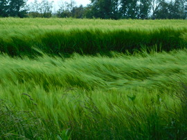 Friss képek