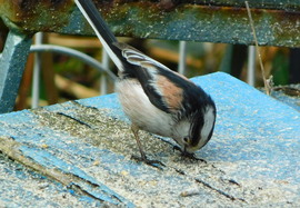 felszedem ami lehullott