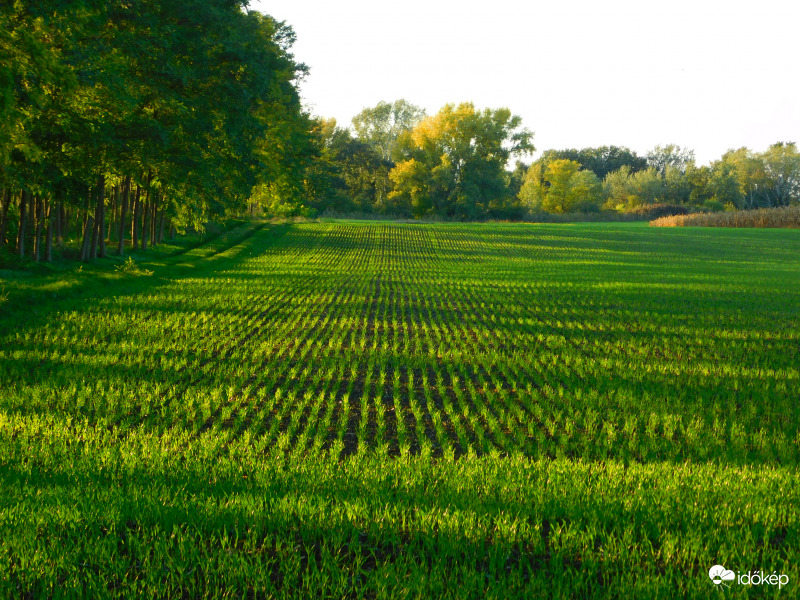 tavaly ilyenkor már...