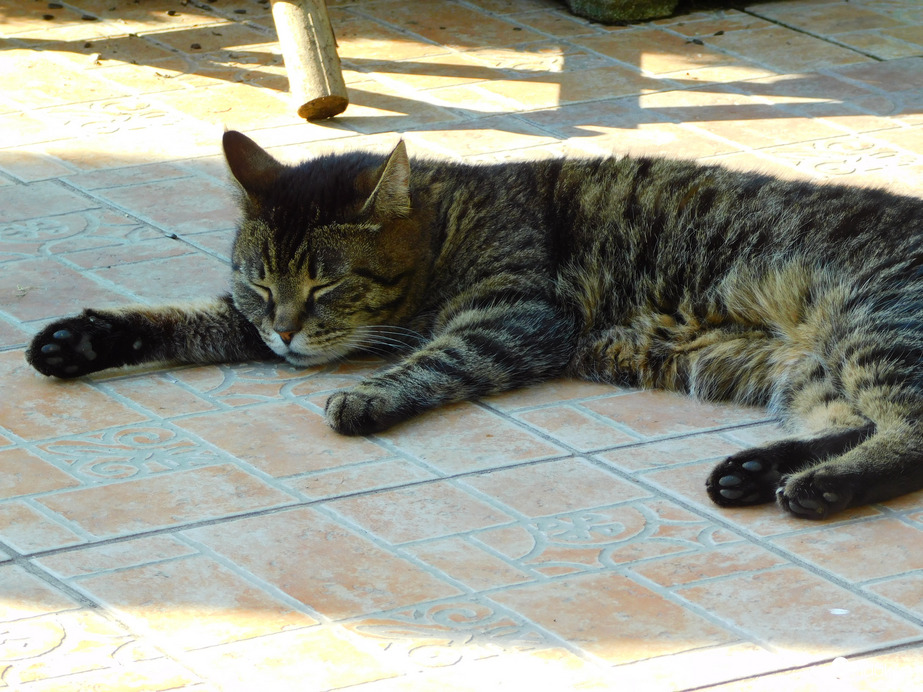 inkább az árnyékban, mert kiszívja a nap a bundám