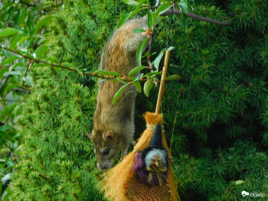 nem ijeszt el a boszi