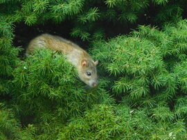 fára mászni jajj de jóó..