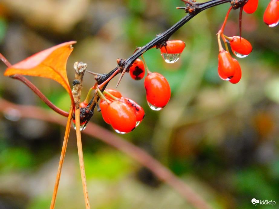 tegnapiból még kaptunk szerencsére 10 mm-t