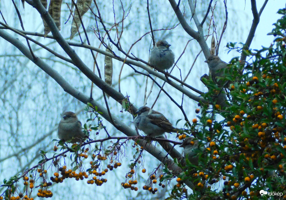 szürkék szürkében