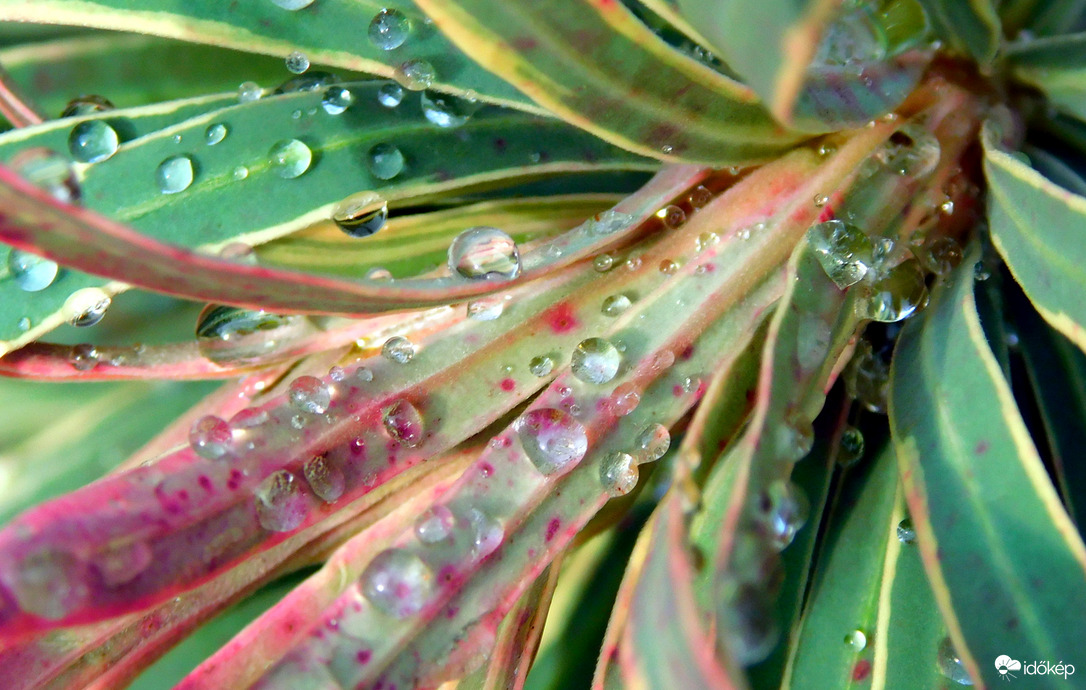 1-2 mm csurran-cseppen