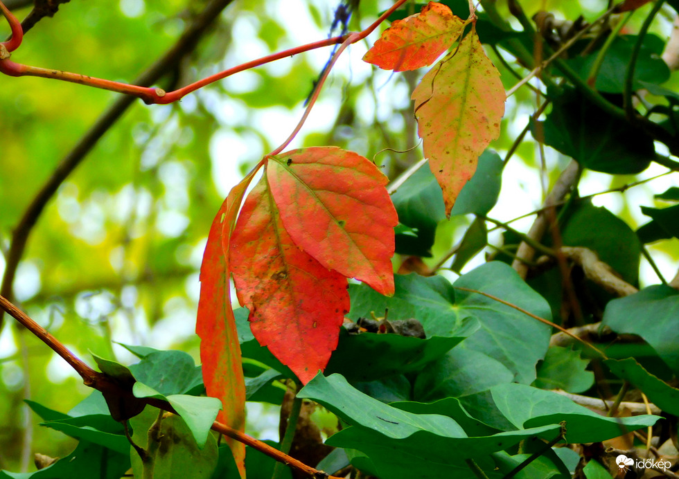 már csak mutatóban