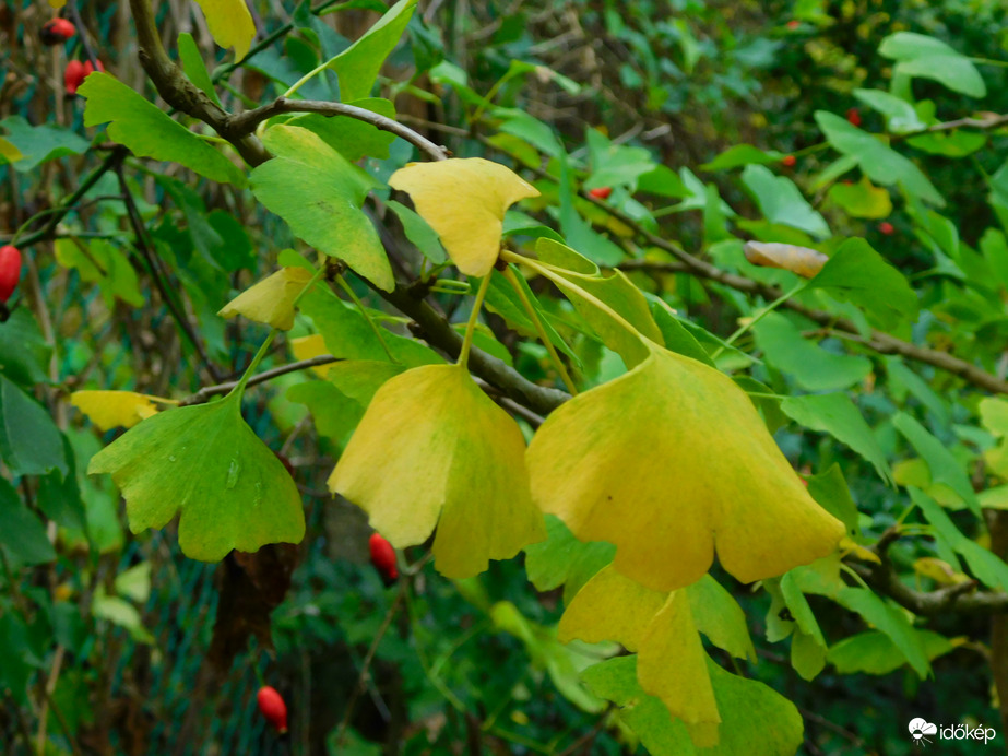 sárgulóban