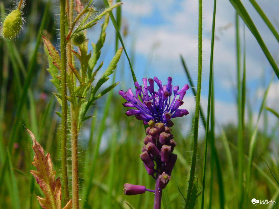 üstökös gyöngyike