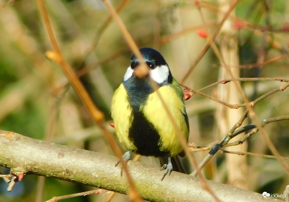 nem is vagyok hazudós..  :))