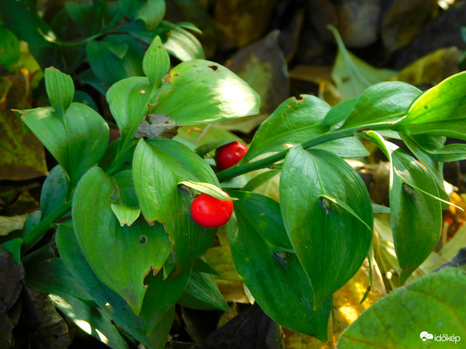 lónyelvű csodabogyó :)