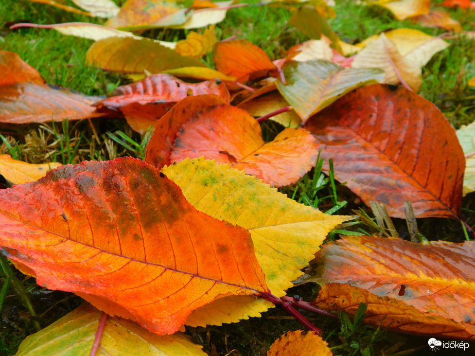 őszi színpaletta