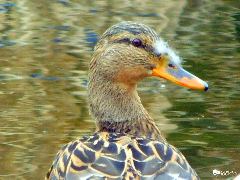 már a csőröm is kitollasodik lassan