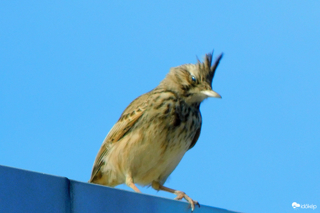 Elegem van a szélből.