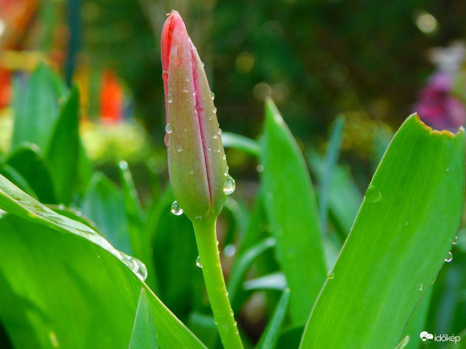 mindjárt a tulipán is:)
