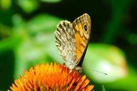 lica fotója