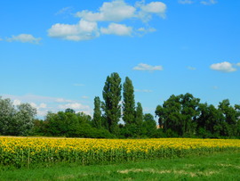 lica fotója