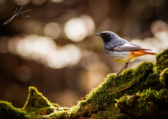 A Tékozló Fiú Hazáért!