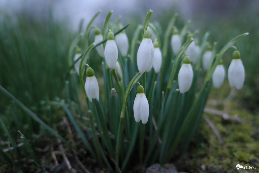 HóVirágzás 