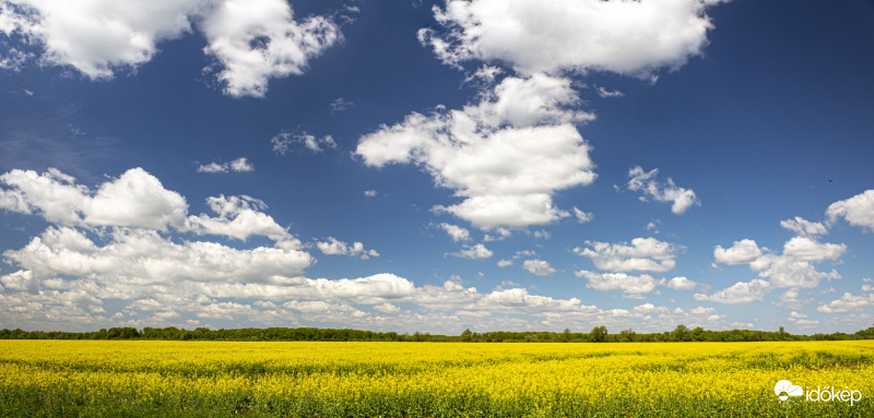 Repce virágzás, 2021.05.08.