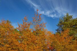 Ősborókás 2025.10.19.