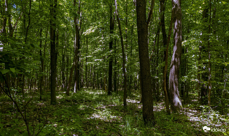 Erdő, erdő, erdő...