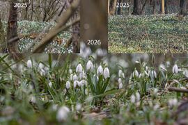 A Netecs-tó mellett elterülő erdő sáv,több száz méteren tele Hóvirággal, 2025-ben is