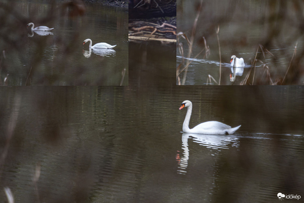 Hattyúk tava... Netecs-tó, Ős Dráva holtág