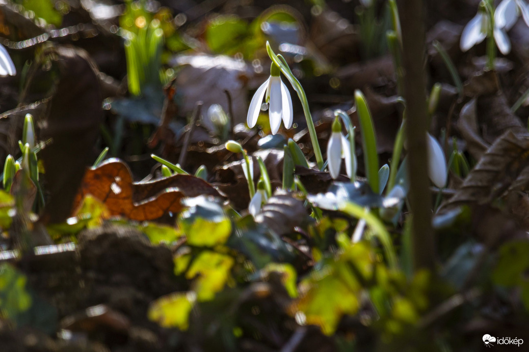 Ébredezik az erdő 2.